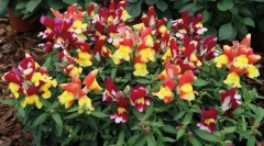 Snapdragon